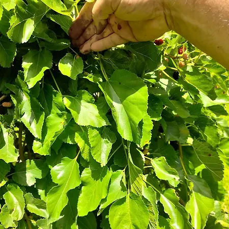 Villa La Dimora Dei Gelsi