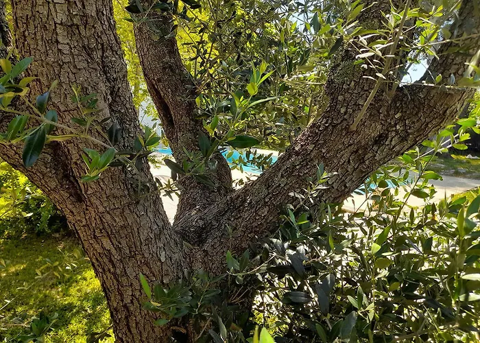Villa La Dimora Dei Gelsi *